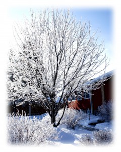 Frosty-tree-at-church-3